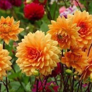 Meet your Posher, Irma